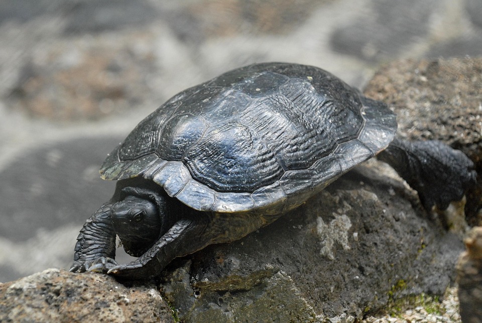 Recent Developments in Gymnastics: Last Week's Highlights 05/11/2026 1 turtle 4986477 960 720