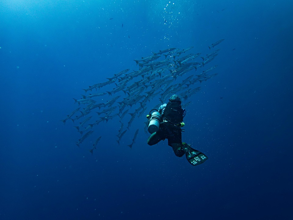 Recent Developments in Swimming: A Weekly Recap 07/06/2026 1 barracuda 8939250 960 720