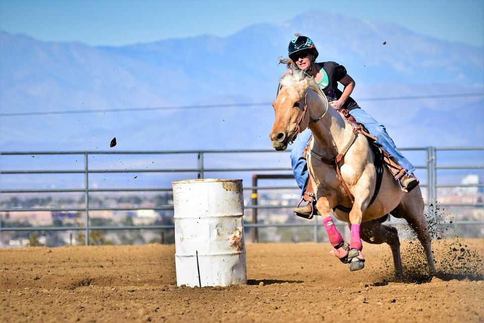 horse 3913741 960 720