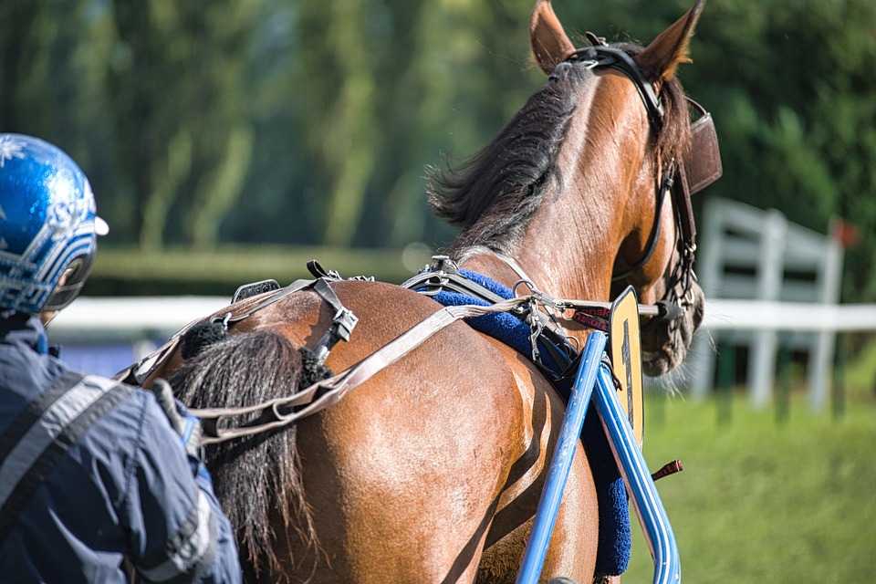 horse 7494113 960 720