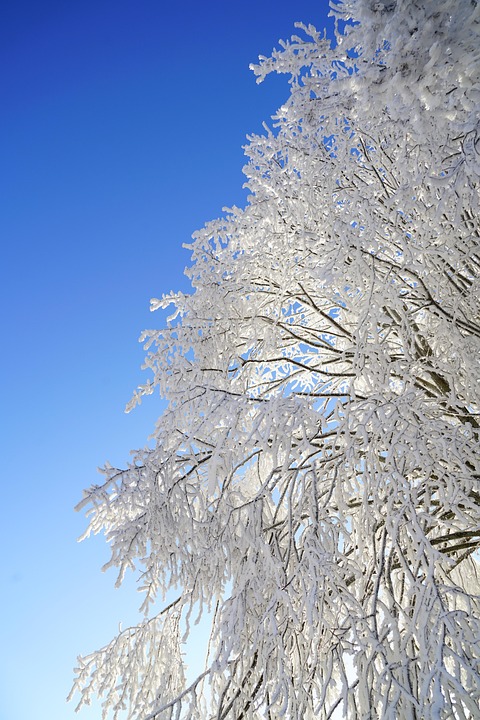Recent Developments in Ice Hockey: Last 24 Hours 07/16/2026 1 tree 1959266 960 720