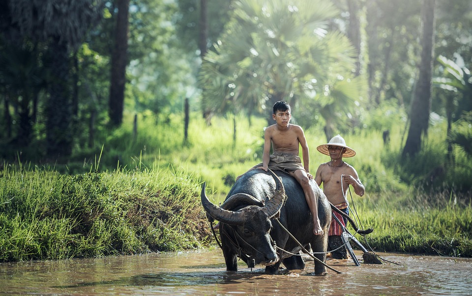 "Asia and Global Sports Highlights: Last 24 Hours" 07/06/2026 1 water buffalo 1807517 960 720
