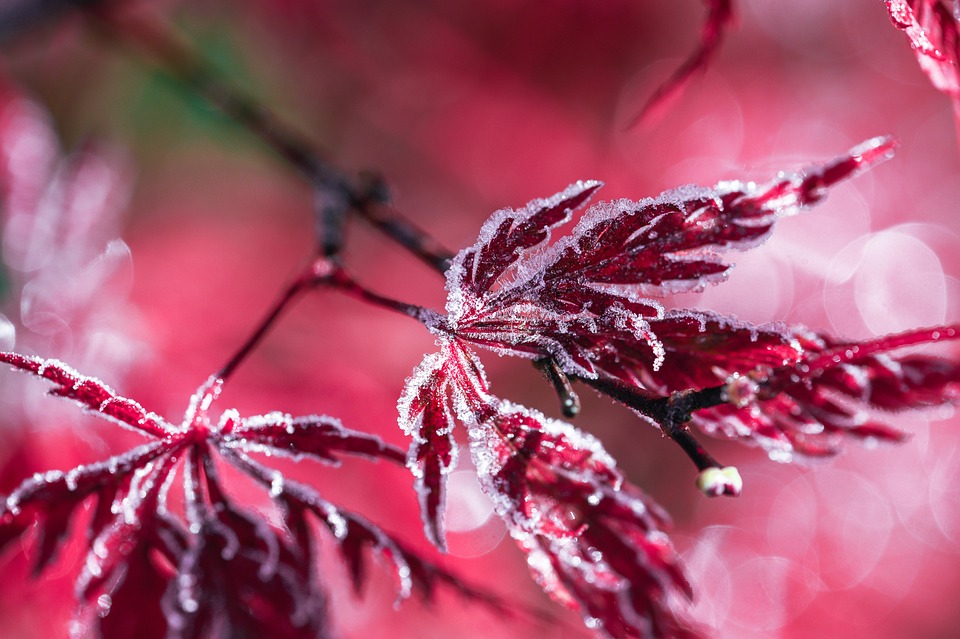 frost 6741265 960 720