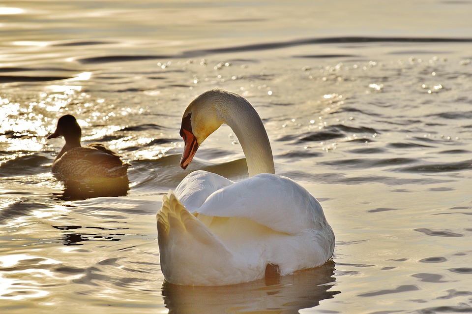 swan 1114270 960 720