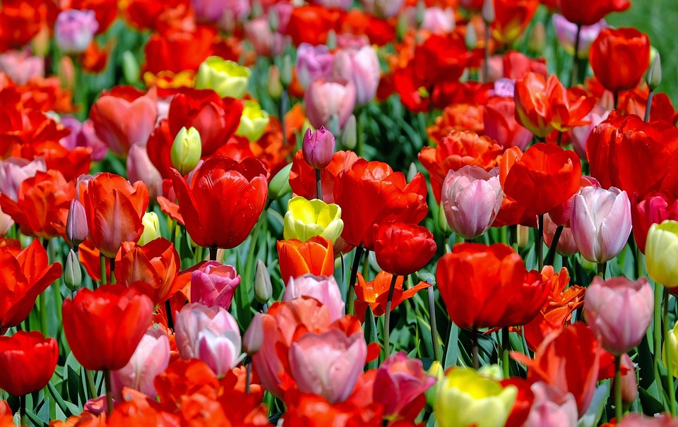 tulips 1321025 960 720