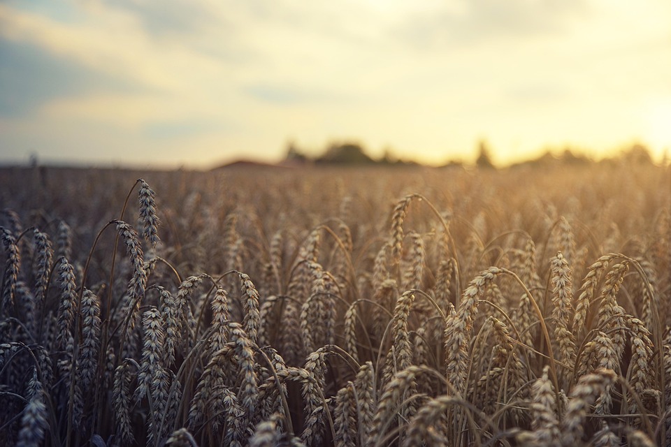 wheat 5207174 960 720