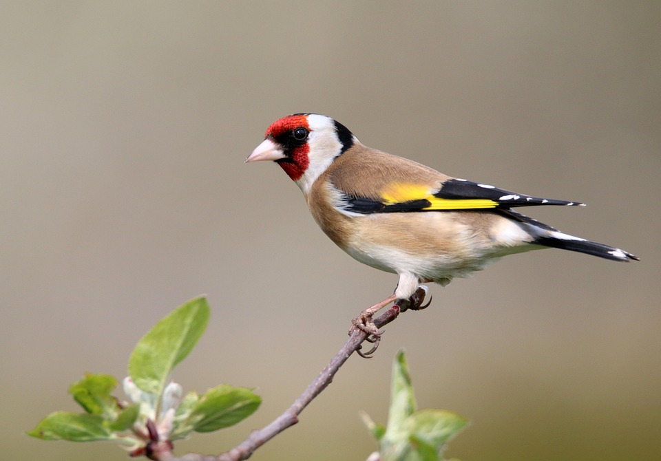 bird 4410411 960 720