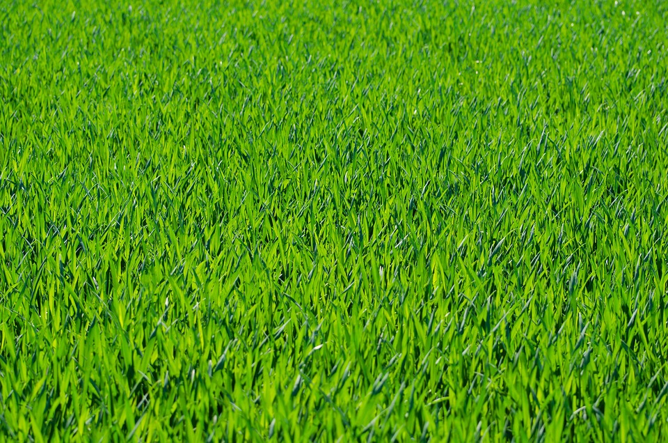 grass 275986 960 720