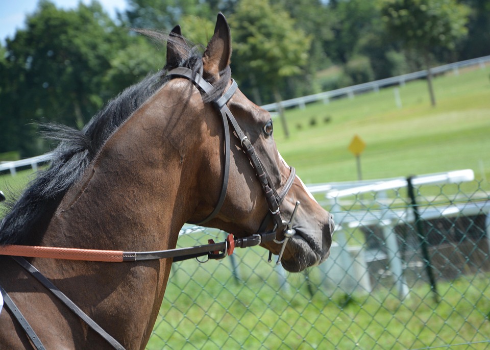 horse 2664308 960 720
