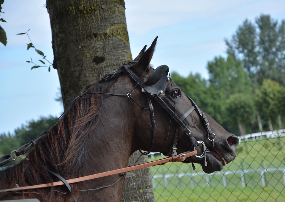 horse 2666239 960 720