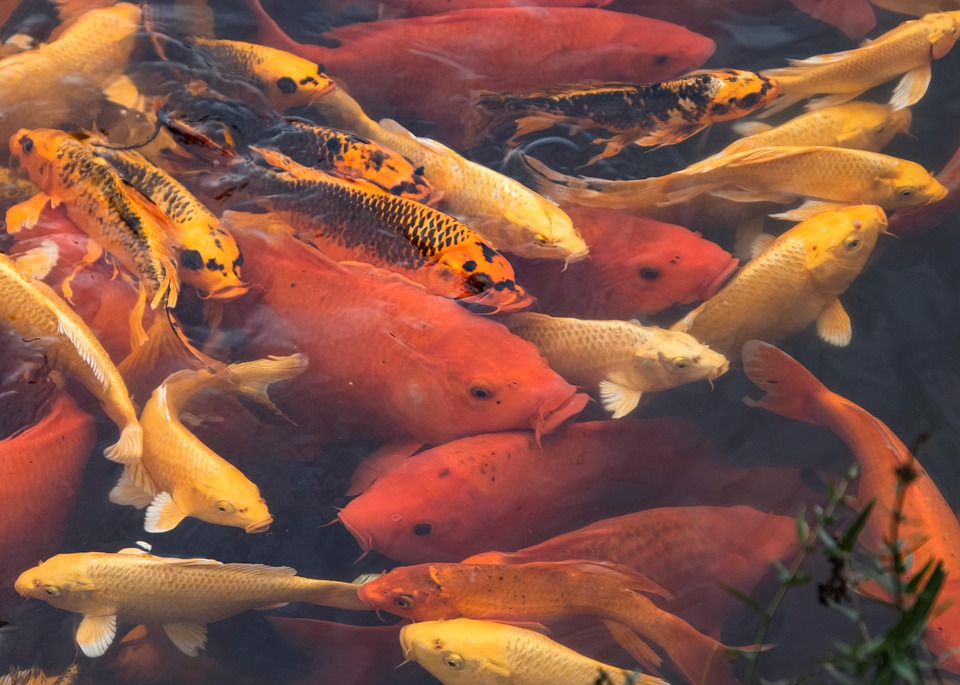 koi pond 7709388 960 720