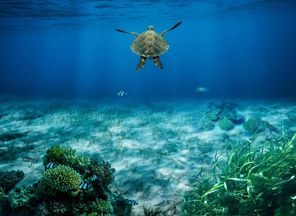 sea turtle 8890529 960 720