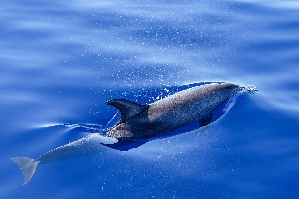 dolphin 8949505 960 720