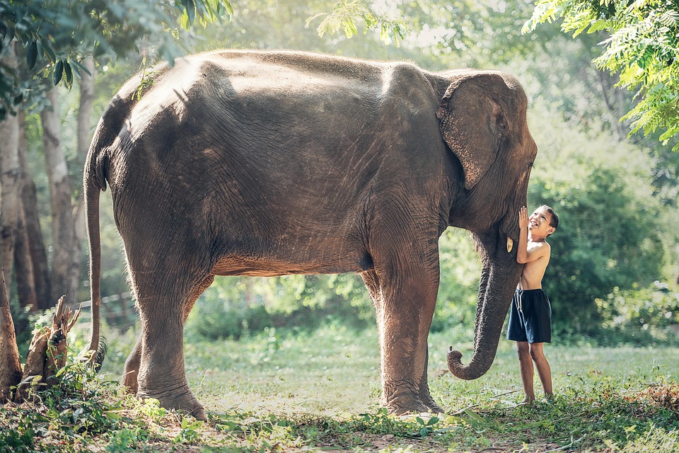 elephant 1822492 960 720
