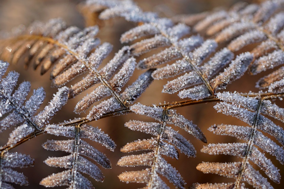 fern 10060081 960 720