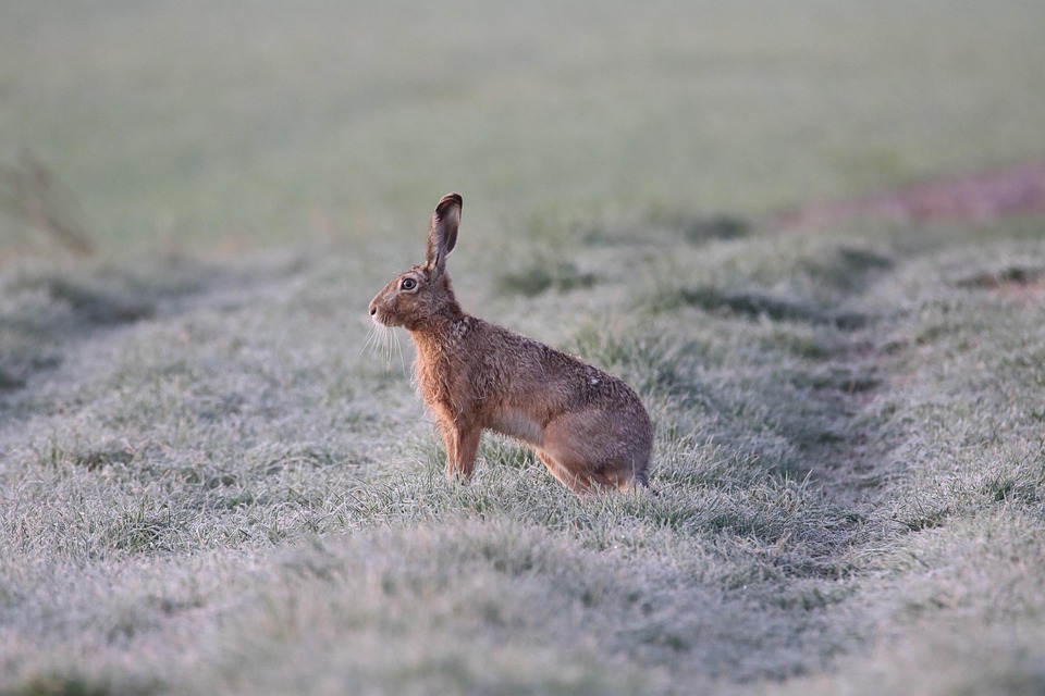 hare 6194141 960 720