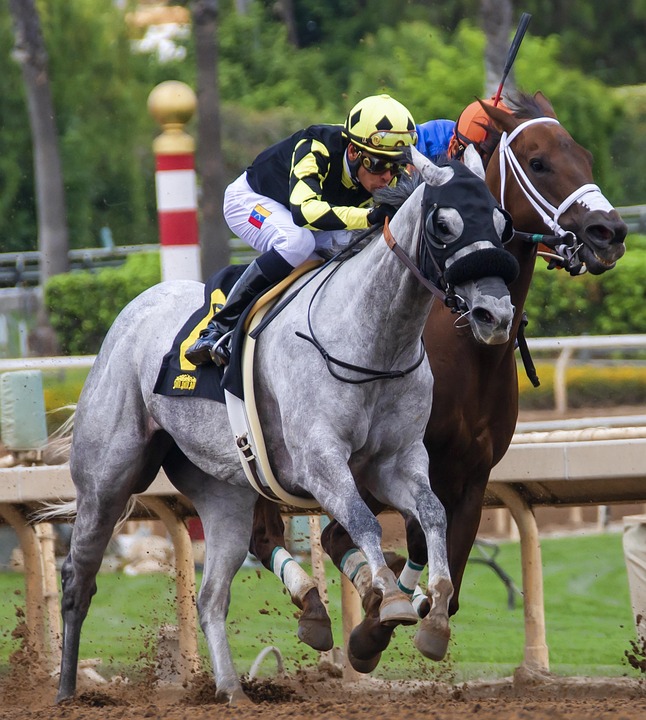 horses 3817728 960 720