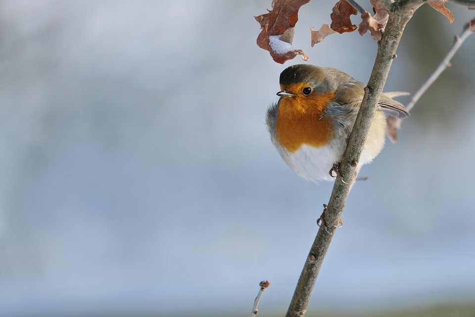 robin 6002851 960 720