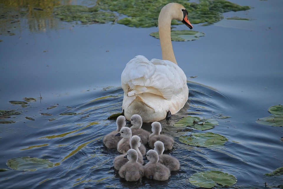 swan 3299528 960 720