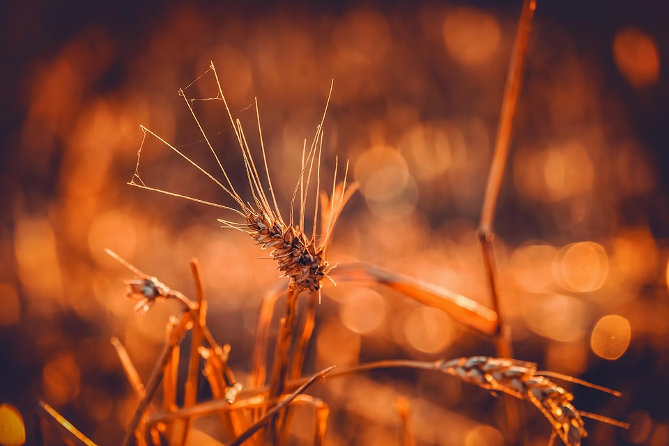 wheat 3538657 960 720
