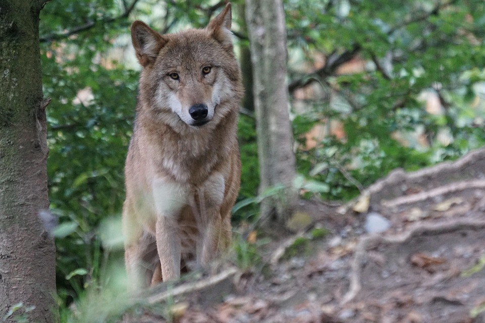 wolf 931227 960 720